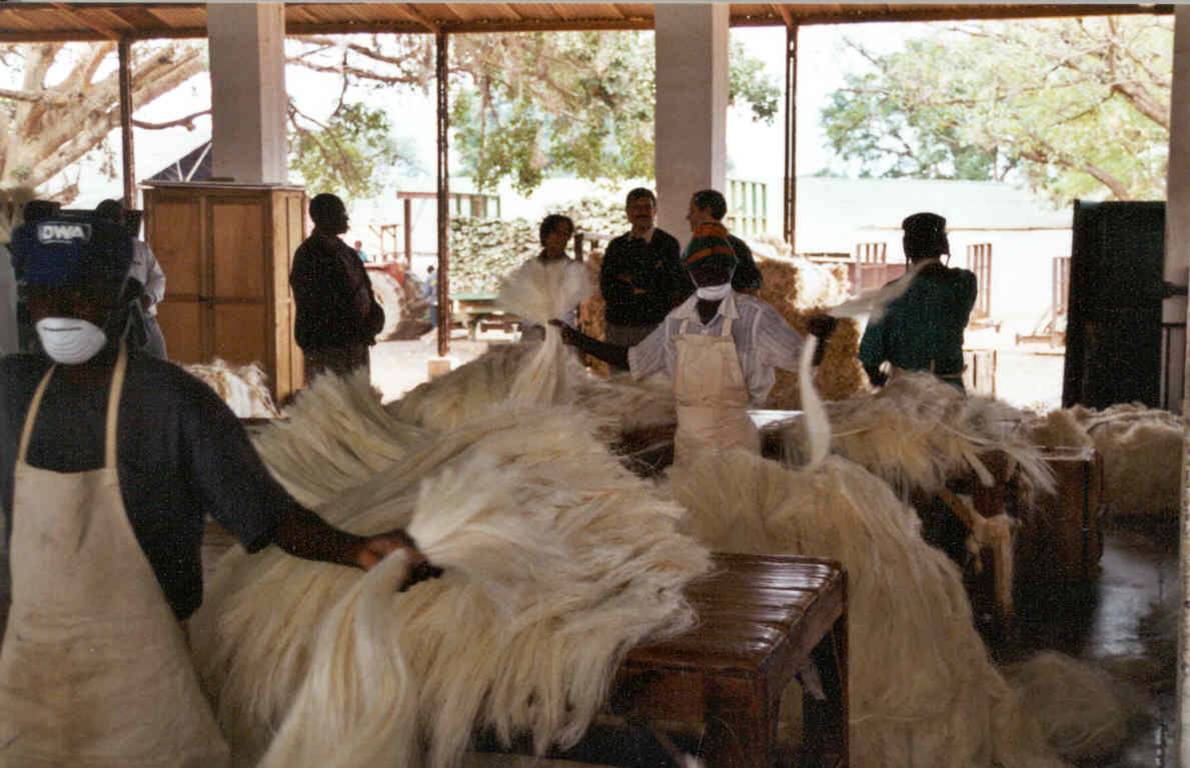 15 fibren sorteres før pakning